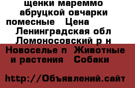 щенки мареммо- абруцкой овчарки  помесные › Цена ­ 10 000 - Ленинградская обл., Ломоносовский р-н, Новоселье п. Животные и растения » Собаки   